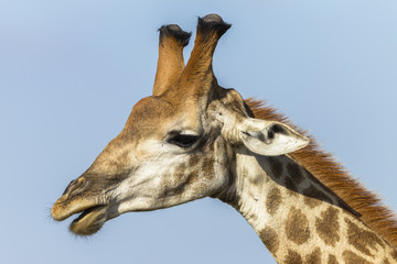 Obraz premium Giraffe Head Wildlife