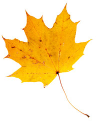 Beautiful golden maple leaf