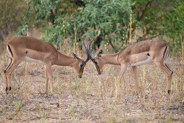 Two male impala fight in for the herd with best territory