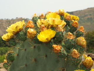 fico d'india in fiore 3