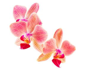 Obraz na płótnie Canvas Phalaenopsis orchid flowers