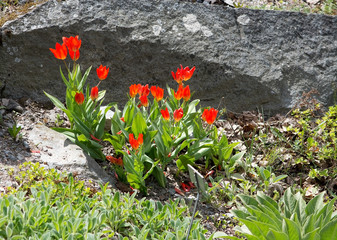 Red tulips in rock crevice on a sunny day