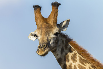 Fototapeta premium Giraffe Head Wildlife