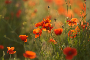 Mohnblumen im Gegenlicht