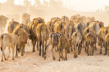 Herdsman Shepherd Cattle at Roadside in MuiNe Vietnam