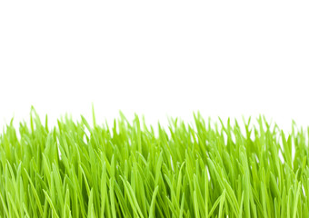 Fototapeta premium Green grass isolated on white background