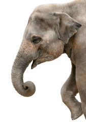 Fröhlicher Elefant im Profil