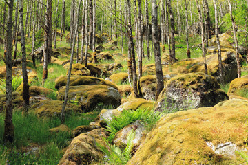 Obraz premium Wood in north, Norway