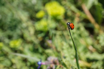 Naklejka premium two-spotted ladybird in green grass