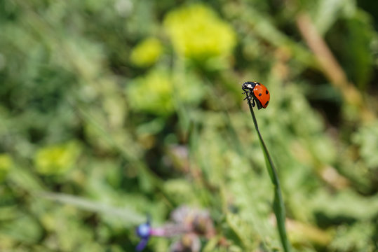 two-spotted ladybird in green grass