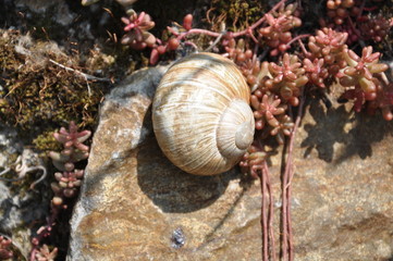 Weinbergschnecke im Schatten der Weinberge