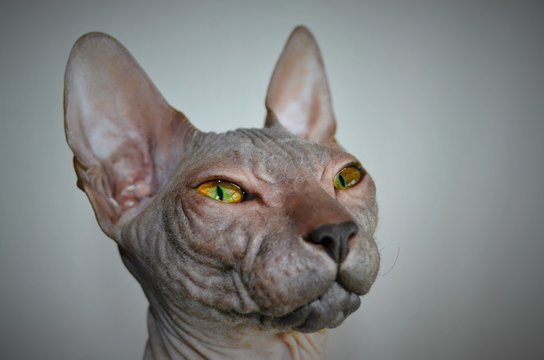 don Sphynx
