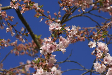 Flowers in tree
