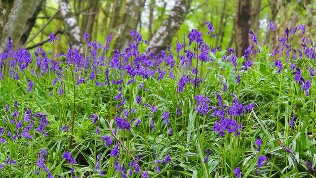 Beautiful Spring bluebell forest, footage.