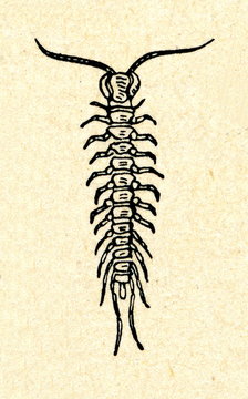 Centipede 