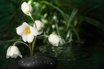 Obraz na płótnie Canvas Beautiful white flower among the black stones in the rain