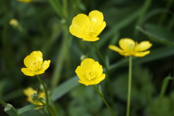 Obraz premium buttercup