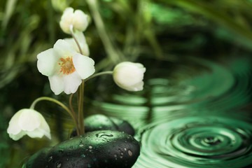 Fototapeta na wymiar Beautiful white flower among the black stones in the rain