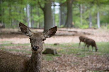 Wildpark Kaiserslautern