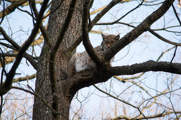 Obraz premium Luchs, Wildpark Kaiserslautern