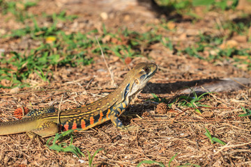 Butterfly lizard(Leiolepidinae) in nature