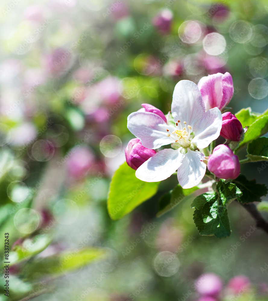 Wall mural Spring apple blossom