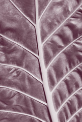 close up texture of leaf