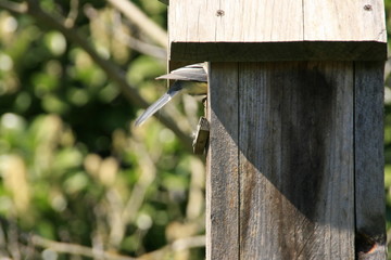Tit in a bird house