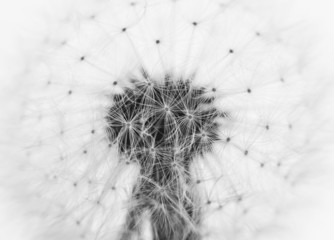 black and white dandelion closeup