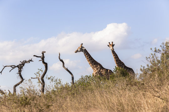 Giraffes Two Landscape