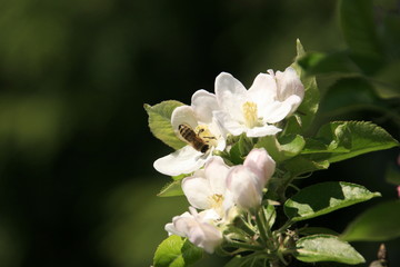 Bee gathering a white flowers