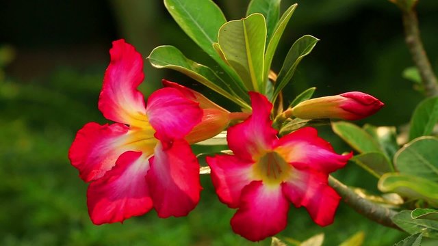 Tropische Blume rot