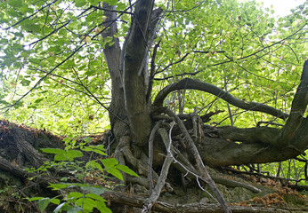 tree roots, Tree roots detail