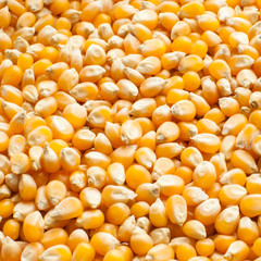 Bulk of corn grains