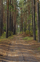 Forestry, Path in the Forest