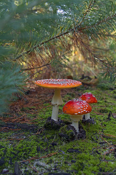 amanita under tree, autumn mushrooms