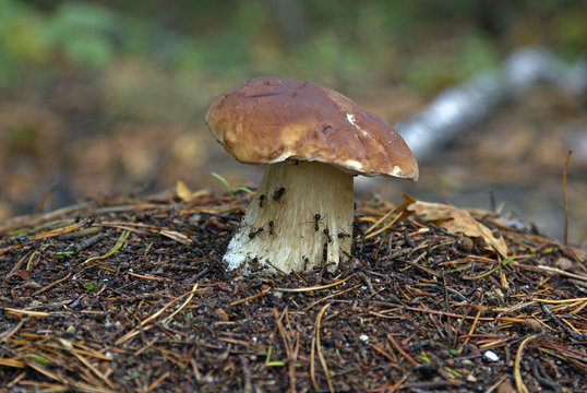 Porcini Mushroom, Porcini Mushroom in the anthill