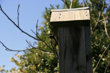 Tit in a bird house