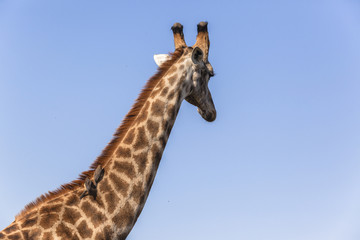 Giraffe Birds Relationship Nature