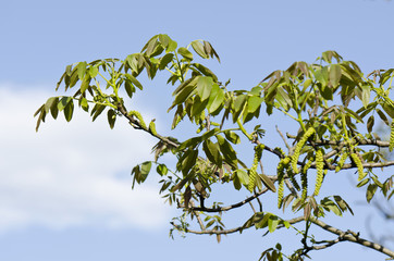 Walnut tree in spring 