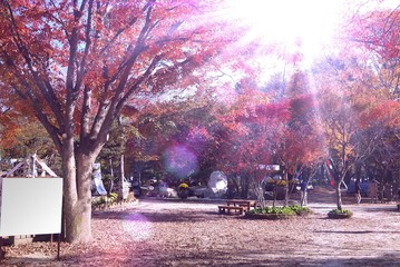 Obraz premium beautiful sunlight. 