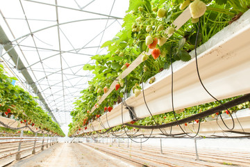culture de fraises sous serre