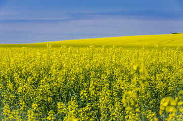 Obraz premium Blooming yellow flowers on the field against the blue sky