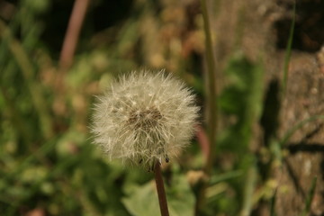 Dandelion