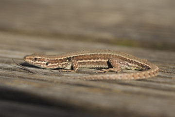 European wall lizard, Germany