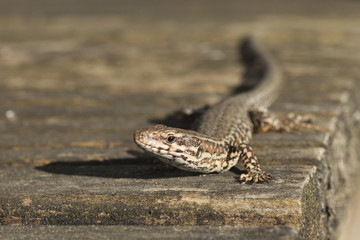 European wall lizard, Germany