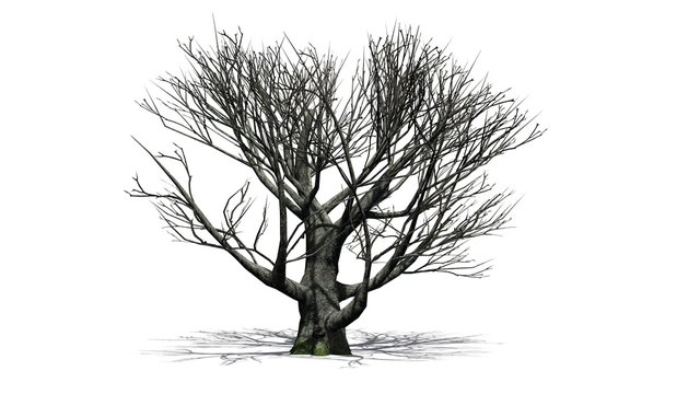 White oak tree winter - isolated on white background