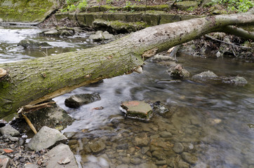 flowing river in the forest