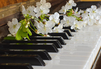the blossoming cherry on a piano
