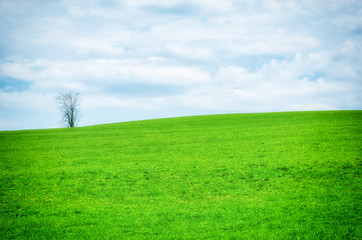 Fototapeta na wymiar One tree on the horizon green meadow
